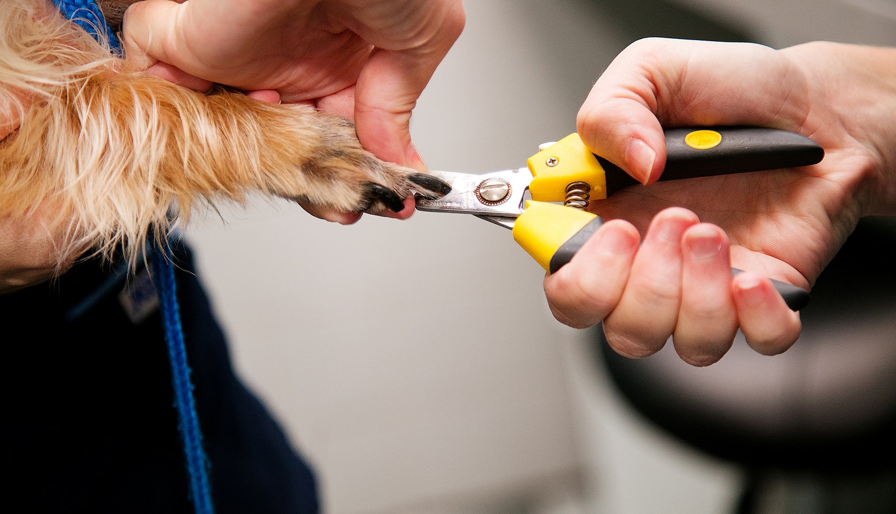 Irrawang Veterinary Hospital Raymond Terrace, NSW Home